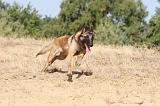 MALINOIS 129